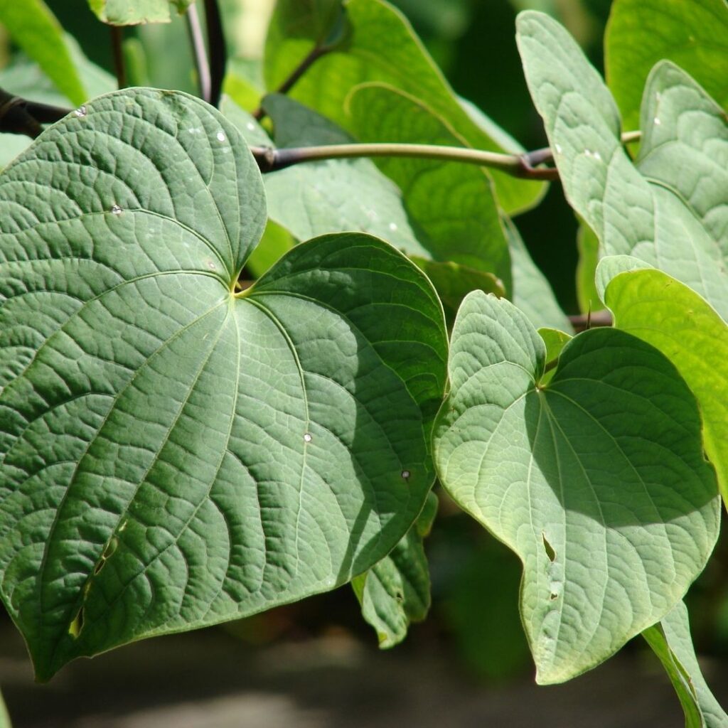 Kava - Herbs For Menopause