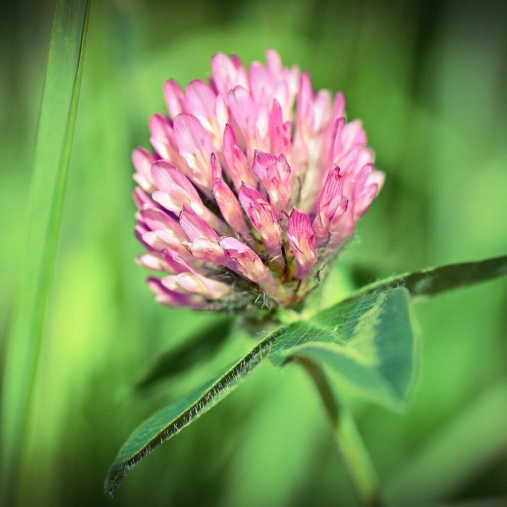 Red Clover - Herbs For Menopause